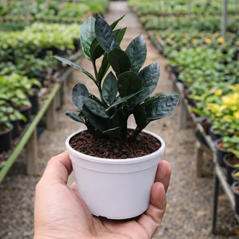 Black ZZ Plant